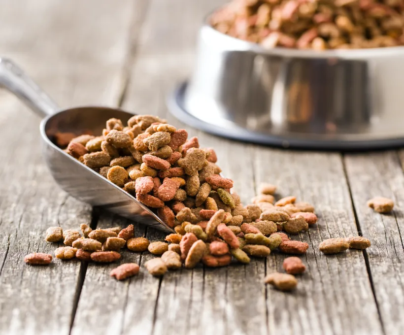 Cat Food