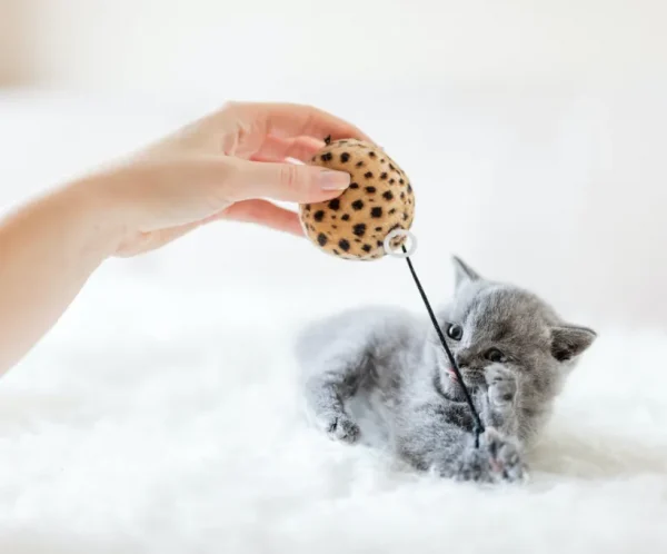 product-thumb-13_optimized Stretchy Ball Toy