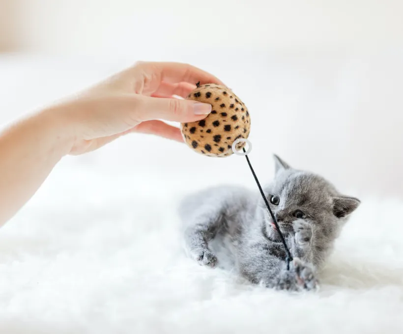 Stretchy Ball Toy