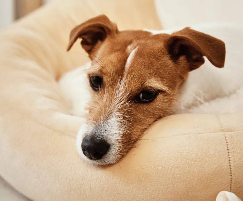 Medium Pet Bed