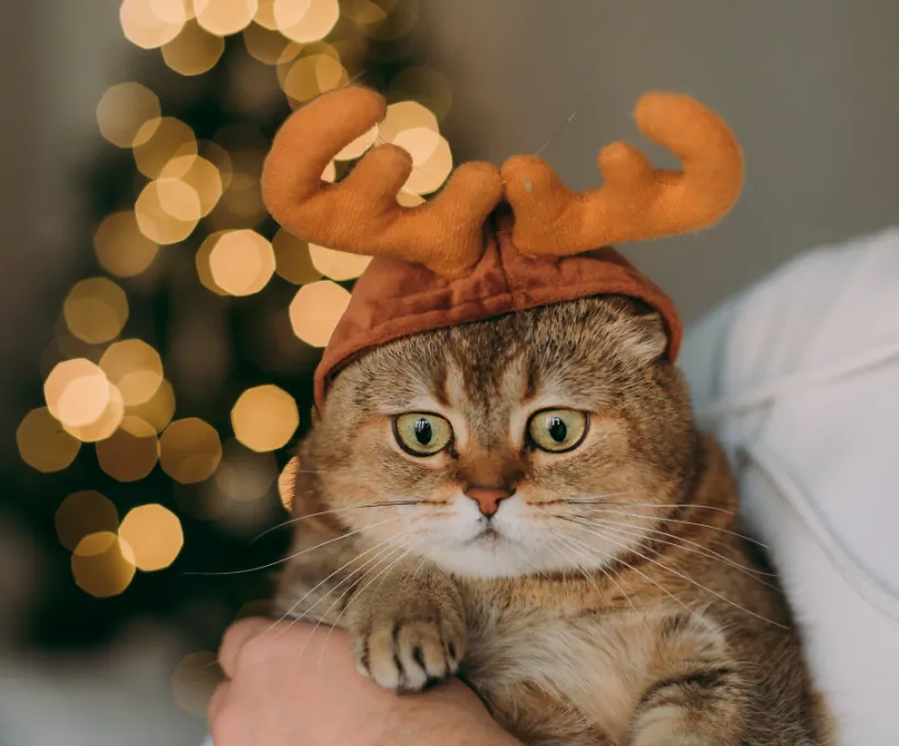 Deer Hat