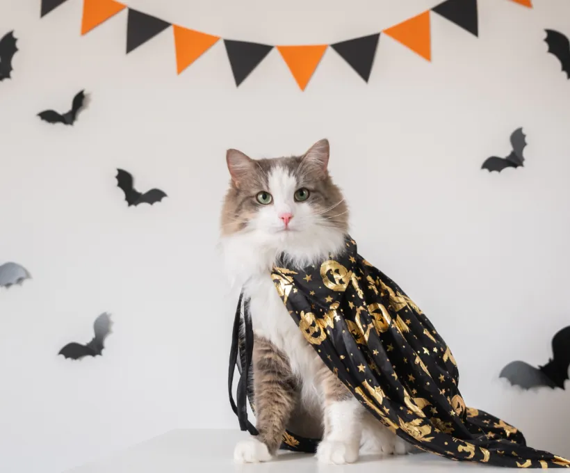 Spooky Halloween Cape