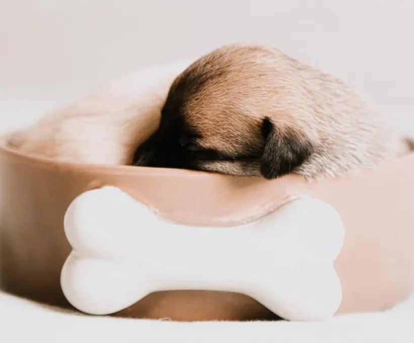 Small Doggy Bed